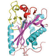 Tuberculosis protein