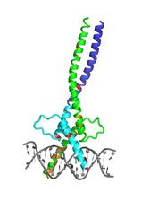 Resolved structure of the Microphthalmia-associated Transcription Faktor MITF with the characteristic kink