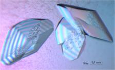 Microscope view of MITF crystals. Credit: Vivian Pogenberg/EMBL Hamburg