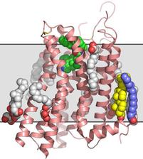serotonin receptor structure
