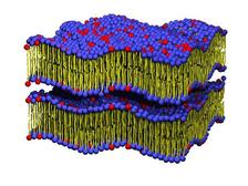 lipid membranes