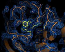 Electron density map of the most antiviral active ingredient calpeptin (yellow) binding at the main protease
