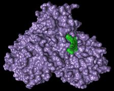 Surface representation of the corona main protease (violet) with bound active substance pelitinib (green)