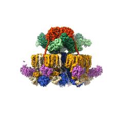 Atomic structure of the tuberculosis pathogen