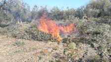 Pruning residues burning on agricultural soil in the South of Italy.