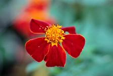 Methyldihydroxybenzoate (HE9) was isolated from the French marigold Tagetes patula