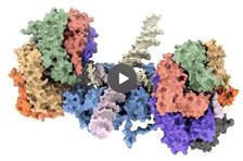 Animation of RuvAB driven DNA branch migration at the Holliday junction. Animation: CSSB, Jiri Wald