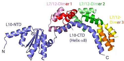 The structure of the heptameric complex of L10