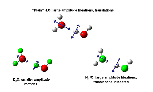 H/D substitution is dominated by librational effects