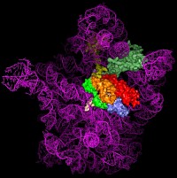 Ribosome Recycling and Termination of Protein Synthesis