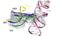 Comparison of the different conformations of Helix 69