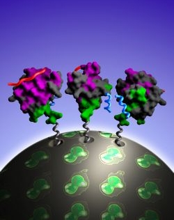 Topography for Independent Binding of Two Different Ligands to a Peroxisomal SH3 Domain