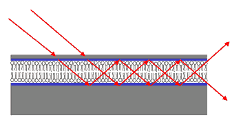 Waveguide-enhanced scattering from thin biomolecular films