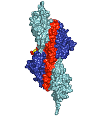 Anchoring of the giant muscle protein titin in muscle cells