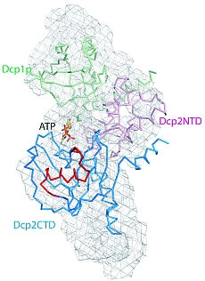 Small-angle X-ray scattering complements crystallography