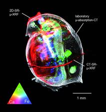 Metal contaminations in small water fleas