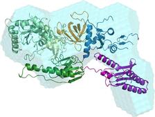 Structural characterization of a complex that mediates termination of protein synthesis