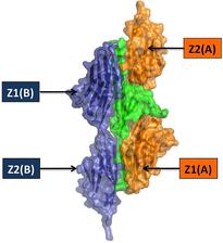 High resolution structures of protein complexes to understand the molecular architecture of human muscle cells