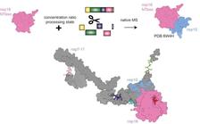 Comparing polyprotein processing in four human coronaviruses revealed distinct and common features like delayed cutting between nsp7 and nsp8. AlphaFold3 models (here SARS-CoV-2 nsp7-11) showed that this cleavage site can form a helix. The methyltransferase nsp16 binds nsp10 depending on the virus even prior release from the polyprotein. (Image: Kira Schamoni-Kast)